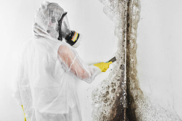 Best Mold Remediation for Vacation Homes  in Ozona, TX