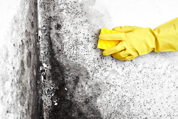 Mold Odor Removal Services in Ozona, TX